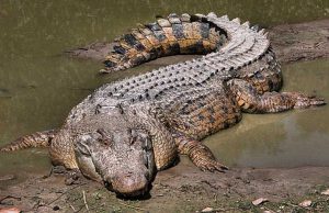 Cẩn thận với những giấc mơ về Cá sấu